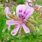 玫瑰天竺葵精油(E.O.-Rose Geranium)-10ml