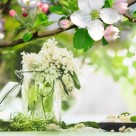 (新貨)進口香精油：接骨木花和蘋果花(Elderflower & Apple Blossom)-10ml